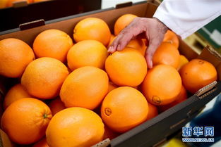 絲路果香 從駝鈴到貨輪的美食融合之路