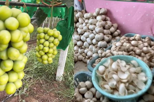 陜西小伙返鄉創業路 一果一世界，年銷2000萬元背后的奮斗與鄉情